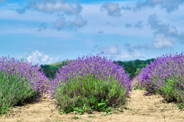 Sale San Giovanni, Langhe bölgesi, Piedmont, İtalya ve Avrupa yakınlarındaki lavanta tarlası çiçek açtı