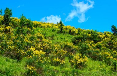 İtalya 'da Genisteae çiçekleriyle dolu renkli bir yaz, Satış San Giovanni köyü, Langhe bölgesi, Piedmont, İtalya, Avrupa