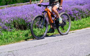 Man riding a bicycle among lavender fields flowering near the village of Sale San Giovanni, Langhe region, Piedmont, Italy, Europe clipart