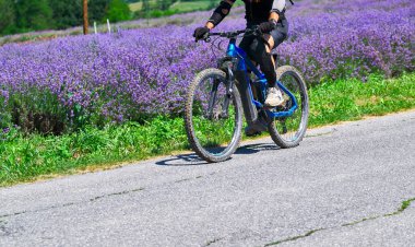 Man riding a bicycle among lavender fields flowering near the village of Sale San Giovanni, Langhe region, Piedmont, Italy, Europe clipart