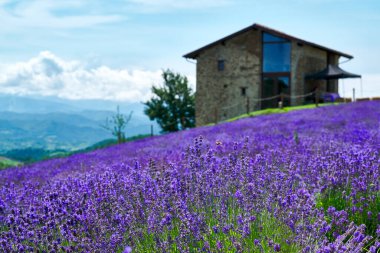 Sale San Giovanni, Langhe bölgesi, Piedmont, İtalya ve Avrupa yakınlarındaki lavanta tarlası çiçek açtı