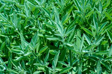 Sale San Giovanni, Langhe bölgesi, Piedmont, İtalya ve Avrupa yakınlarındaki solmuş adaçayı.