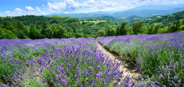 Lavender field in bloom near the village of Sale San Giovanni, Langhe region, Piedmont, Italy, Europe clipart