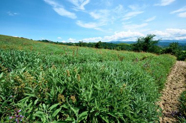 Sale San Giovanni, Langhe bölgesi, Piedmont, İtalya ve Avrupa yakınlarındaki solmuş adaçayı.