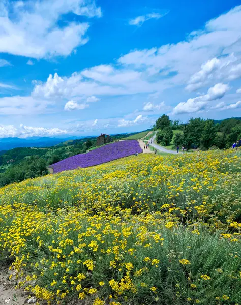 Satış San Giovanni köyü Langhe, Piedmont, İtalya, Avrupa tepelerinde canlı sarı helezon (Helichrysum italicum) ve mor lavanta tarlası