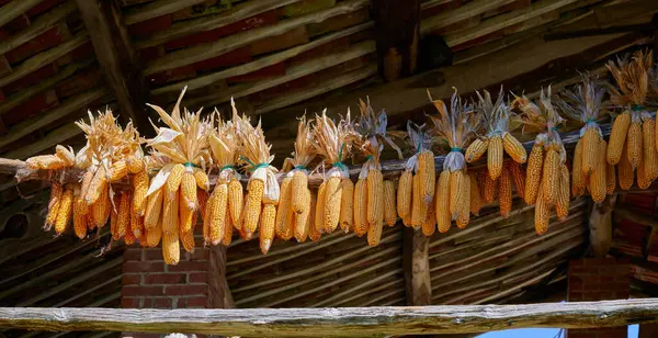 Eski tavan arasında asılı Sweetcorn hisseleri, Scagnello, Val Mongia, Piedmont, İtalya.