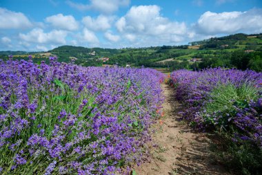 Satış San Giovanni, Langhe bölgesi, Piedmont, İtalya ve Avrupa yakınlarındaki gelincikli lavanta çiçekleri