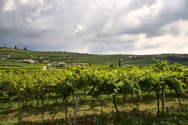 Valpolicella 'nın göbeğinde bulunan büyük yeşil alan şarap üretimine adanmış bir üzüm bağına sahiptir. Manzara, uzaktaki çimenler, ağaçlar ve dağlarla geniş bir açık alana sahiptir. Cariano, Verona, İtalya 'da San Pietro