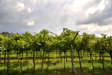 Valpolicella 'nın göbeğinde parçalı bulutlu bir gökyüzünün altında yeşil üzümlerle dolu sıralanmış üzüm bağları. Pedemonte, Verona, İtalya