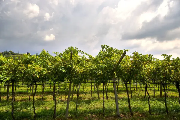 Valpolicella 'nın göbeğinde parçalı bulutlu bir gökyüzünün altında yeşil üzümlerle dolu sıralanmış üzüm bağları. Pedemonte, Verona, İtalya