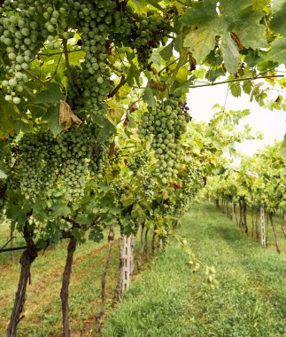 Valpolicella 'nın göbeğinde parçalı bulutlu bir gökyüzünün altında yeşil üzümlerle dolu sıralanmış üzüm bağları. Pedemonte, Verona, İtalya