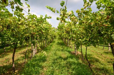 Valpolicella 'nın göbeğinde parçalı bulutlu bir gökyüzünün altında yeşil üzümlerle dolu sıralanmış üzüm bağları. Pedemonte, Verona, İtalya
