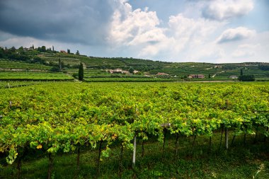 Valpolicella 'nın göbeğinde bulunan büyük yeşil alan şarap üretimine adanmış bir üzüm bağına sahiptir. Manzara, uzaktaki çimenler, ağaçlar ve dağlarla geniş bir açık alana sahiptir. Cariano, Verona, İtalya 'da San Pietro