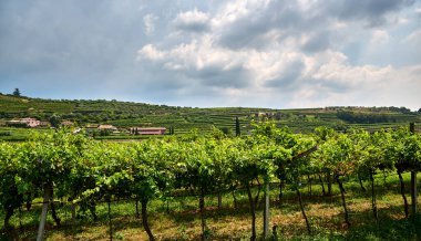 Valpolicella 'nın göbeğinde parçalı bulutlu bir gökyüzünün altında yeşil üzümlerle dolu sıralanmış üzüm bağları. Pedemonte, Verona, İtalya