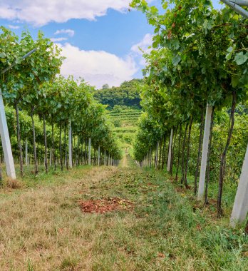 Yeşil yapraklar ve güneşli gökyüzüyle çevrili üzüm bağları, Valpolicella 'nın kalbinde verimli bir üzüm bağını işaret ediyor.