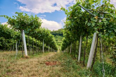 Yeşil yapraklar ve güneşli gökyüzüyle çevrili üzüm bağları, Valpolicella 'nın kalbinde verimli bir üzüm bağını işaret ediyor.