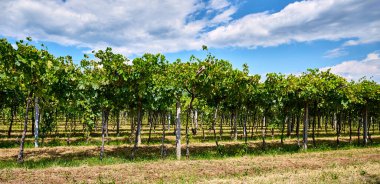 Valpolicella 'nın göbeğinde verimli bir üzüm bağının sıraları. Yemek ve şarap turizmi.