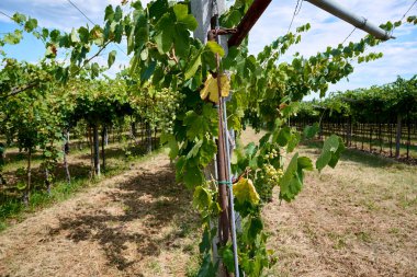 Ağustosun başında Valpolicella 'nın göbeğinde bir üzüm bağında yemyeşil yapraklarla çevrili bir sarmaşıkta olgunlaşan üzümler. Yemek ve şarap turizmi.