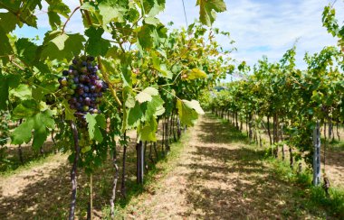 Ağustosun başında Valpolicella 'nın göbeğinde bir üzüm bağında yemyeşil yapraklarla çevrili bir sarmaşıkta olgunlaşan üzümler. Yemek ve şarap turizmi.