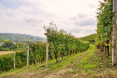 Büyük üzüm bağı, İtalya 'nın Cuneo eyaletinde Langhe' nin şarap yetiştiren bölgesinde bulunan şarapların üretimine adanmıştır. Yemek ve şarap turizmi. Sonbaharda olgunlaşmış üzümlerle dolu sıralanmış asmalar.