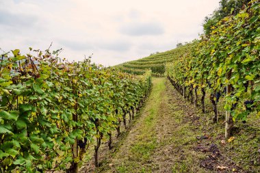 Büyük üzüm bağı, İtalya 'nın Cuneo eyaletinde Langhe' nin şarap yetiştiren bölgesinde bulunan şarapların üretimine adanmıştır. Yemek ve şarap turizmi. Sonbaharda olgunlaşmış üzümlerle dolu sıralanmış asmalar.