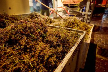 Sonbaharda hasattan sonra, Piedmont 'taki Langhe' de üzüm demetlerinin sıkıştırılması..