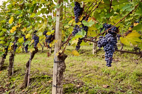 Büyük üzüm bağı, İtalya 'nın Cuneo eyaletinde Langhe' nin şarap yetiştiren bölgesinde bulunan şarapların üretimine adanmıştır. Yemek ve şarap turizmi. Sonbaharda olgunlaşmış üzümlerle dolu sıralanmış asmalar.