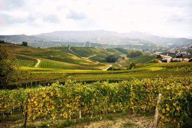 Büyük üzüm bağı, İtalya 'nın Cuneo eyaletinde Langhe' nin şarap yetiştiren bölgesinde bulunan şarapların üretimine adanmıştır. Yemek ve şarap turizmi. Sonbaharda olgunlaşmış üzümlerle dolu sıralanmış asmalar.