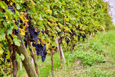 Büyük üzüm bağı, İtalya 'nın Cuneo eyaletinde Langhe' nin şarap yetiştiren bölgesinde bulunan şarapların üretimine adanmıştır. Yemek ve şarap turizmi. Sonbaharda olgunlaşmış üzümlerle dolu sıralanmış asmalar.