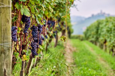 Büyük üzüm bağı, İtalya 'nın Cuneo eyaletinde Langhe' nin şarap yetiştiren bölgesinde bulunan şarapların üretimine adanmıştır. Yemek ve şarap turizmi. Sonbaharda olgunlaşmış üzümlerle dolu sıralanmış asmalar.