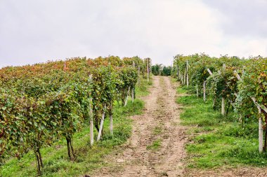 Büyük üzüm bağı, İtalya 'nın Cuneo eyaletinde Langhe' nin şarap yetiştiren bölgesinde bulunan şarapların üretimine adanmıştır. Yemek ve şarap turizmi. Sonbaharda olgunlaşmış üzümlerle dolu sıralanmış asmalar.