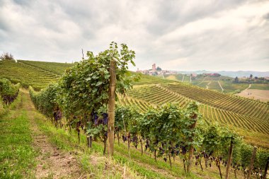 Büyük üzüm bağı, İtalya 'nın Cuneo eyaletinde Langhe' nin şarap yetiştiren bölgesinde bulunan şarapların üretimine adanmıştır. Yemek ve şarap turizmi. Sonbaharda olgunlaşmış üzümlerle dolu sıralanmış asmalar.