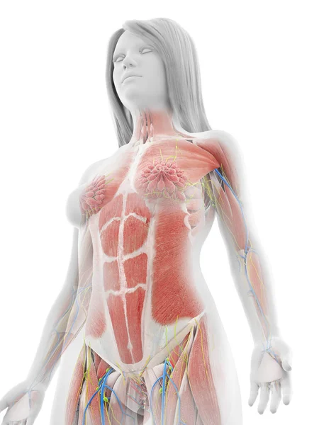Músculos Humanos Sobre Fondo Blanco Ilustración —  Fotos de Stock