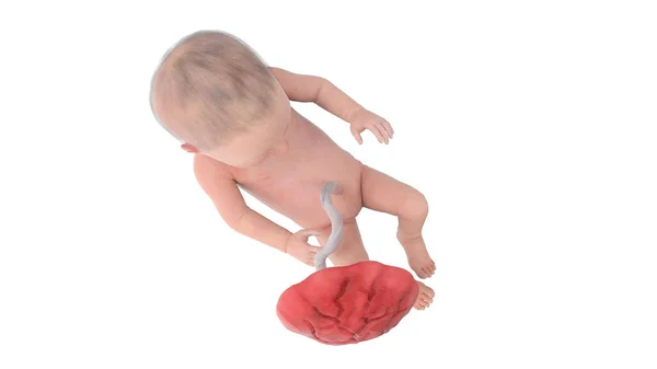 31週目の人間の胎児イラスト — ストック写真