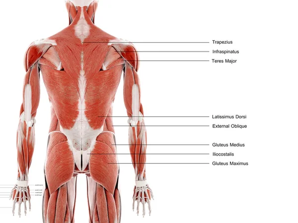 Otot Belakang Pada Latar Belakang Putih Ilustrasi — Stok Foto