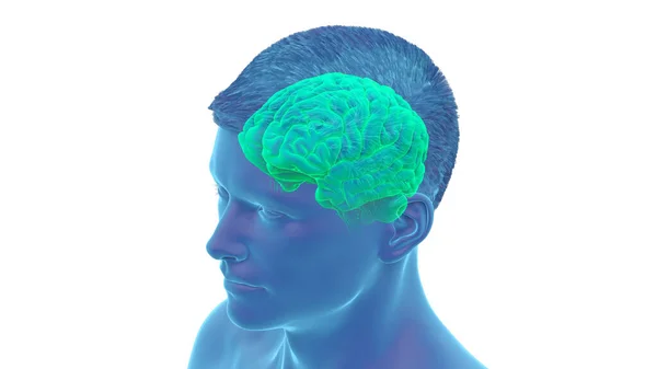 Ilustracja Ludzki Mózg — Zdjęcie stockowe