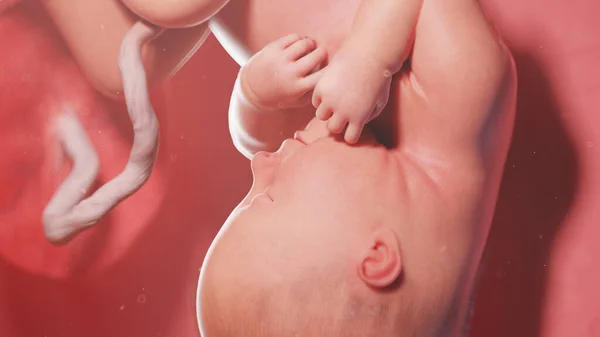 35週目の胎児図 — ストック写真