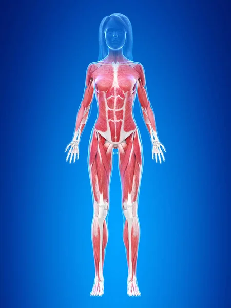 Mänskligt Muskelsystem Illustration — Stockfoto