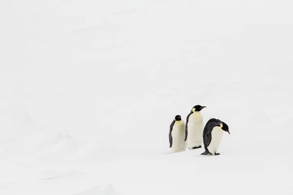 Three Emperor Penguins Aptenodytes Forsteri Walking Line — Stock Photo, Image