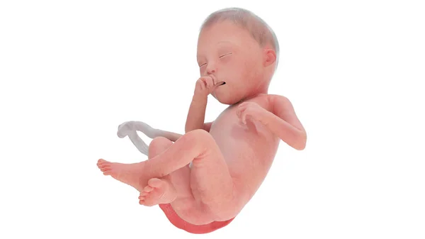 25週目の人間の胎児イラスト — ストック写真