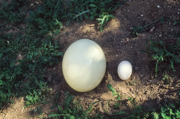 Side Side Comparison Ostrich Egg Left Chicken Egg Right — Stock Photo, Image