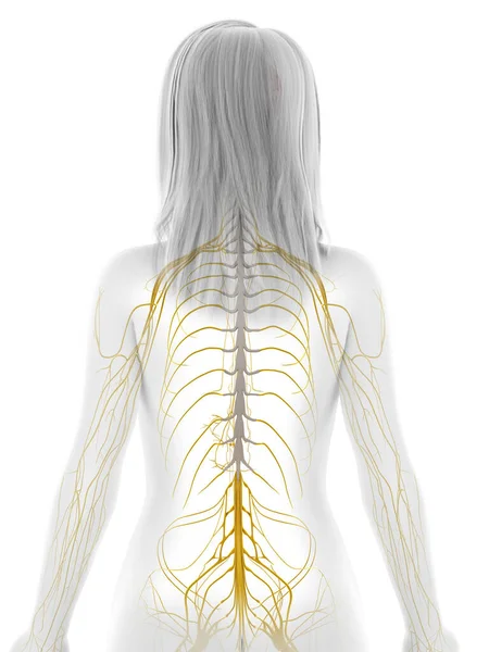 Нервная Система Человека Иллюстрация — стоковое фото