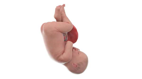 Human Foetus Week Illustration — Stock Photo, Image