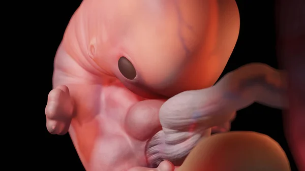 Embrión Semana Ilustración — Foto de Stock