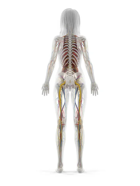 Mänsklig Anatomi Vit Bakgrund Illustration — Stockfoto