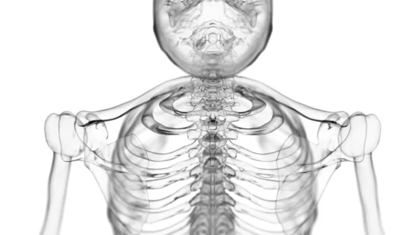 白い背景の骨格首 イラスト — ストック写真