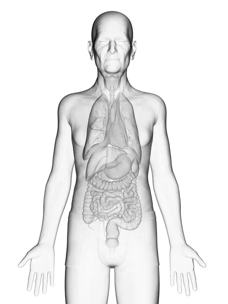 Elderly Man Internal Organs Illustration — Stock Photo, Image