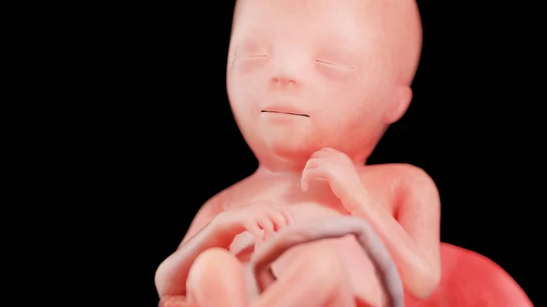 Menselijke Foetus Week Illustratie — Stockfoto
