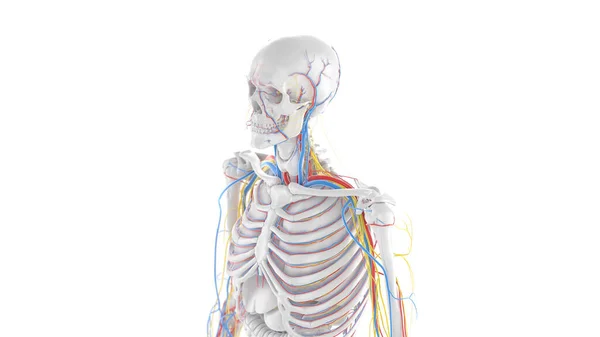 Övre Kroppens Anatomi Illustration — Stockfoto