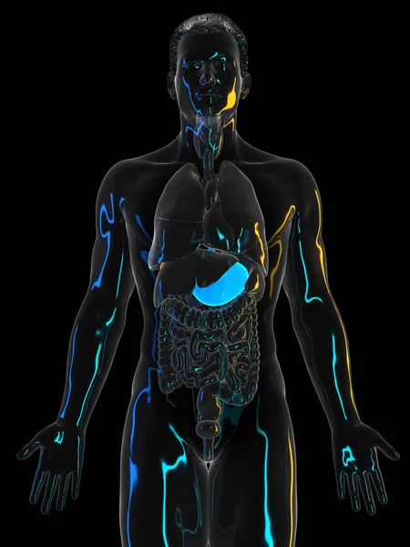 Ludzki Żołądek Czarnym Tle Ilustracja — Zdjęcie stockowe